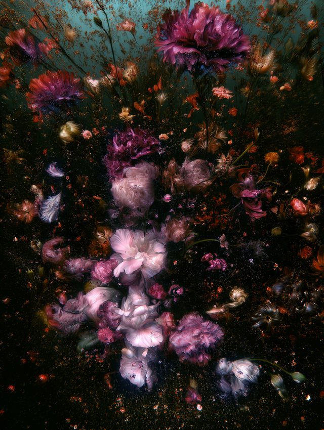 Peonies, carnations and pale roses suspended in dark water beneath a blue-green surface